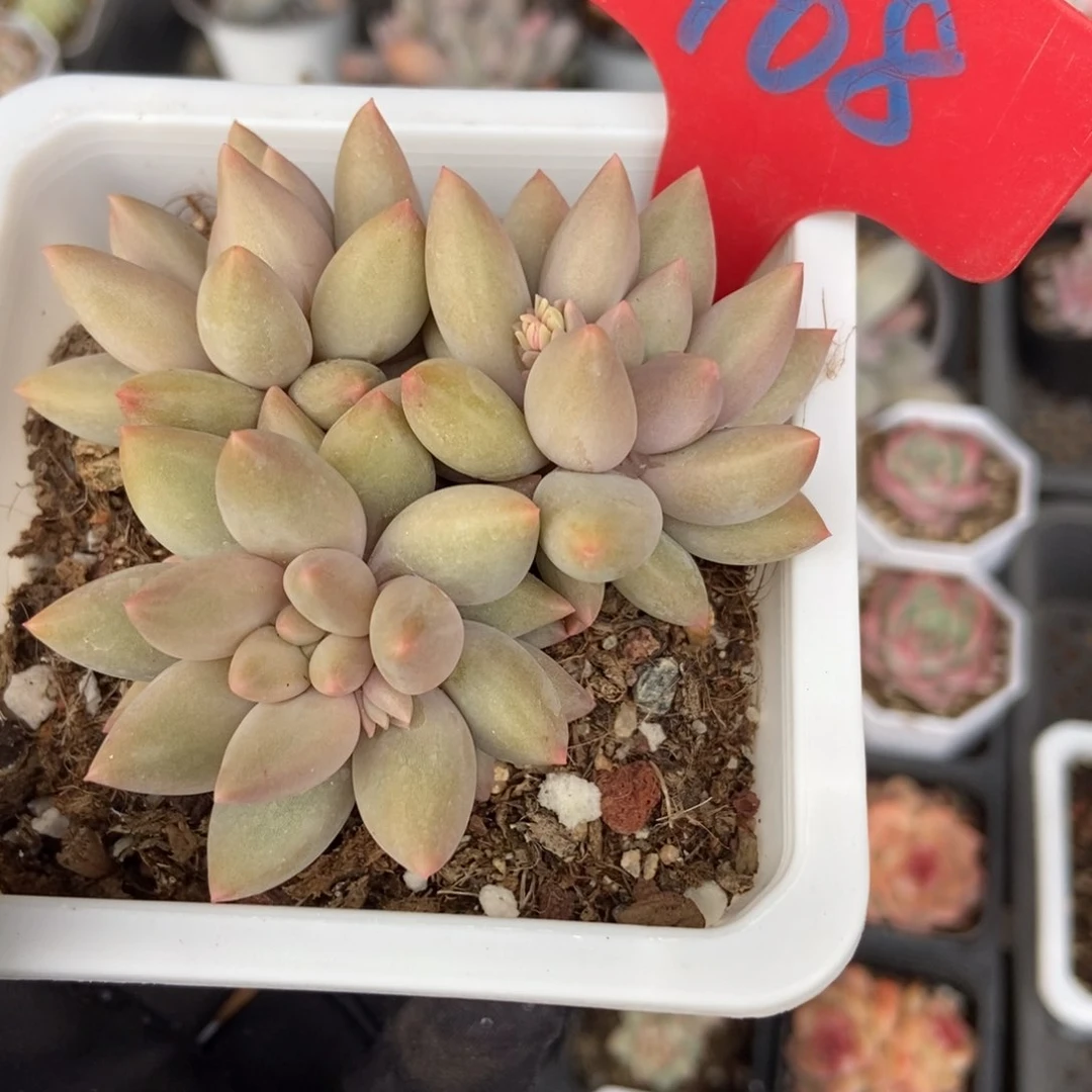 968水晶球多肉植物保护