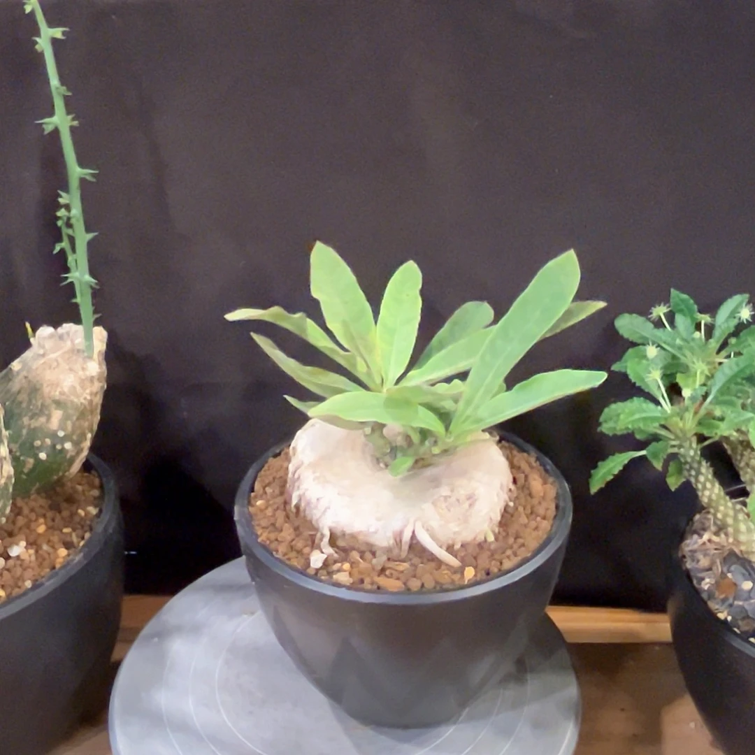 潮流植物龙卵窟漂亮