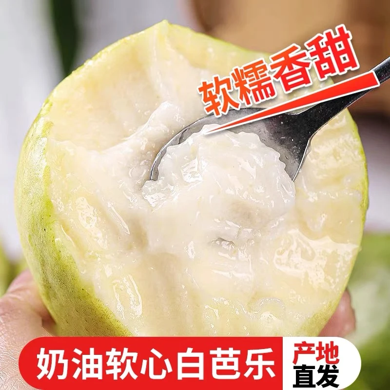 广西白心冰淇淋芭乐5斤装送酸梅粉