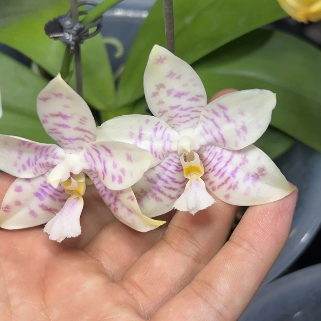 完全开放l191八寸ys1176