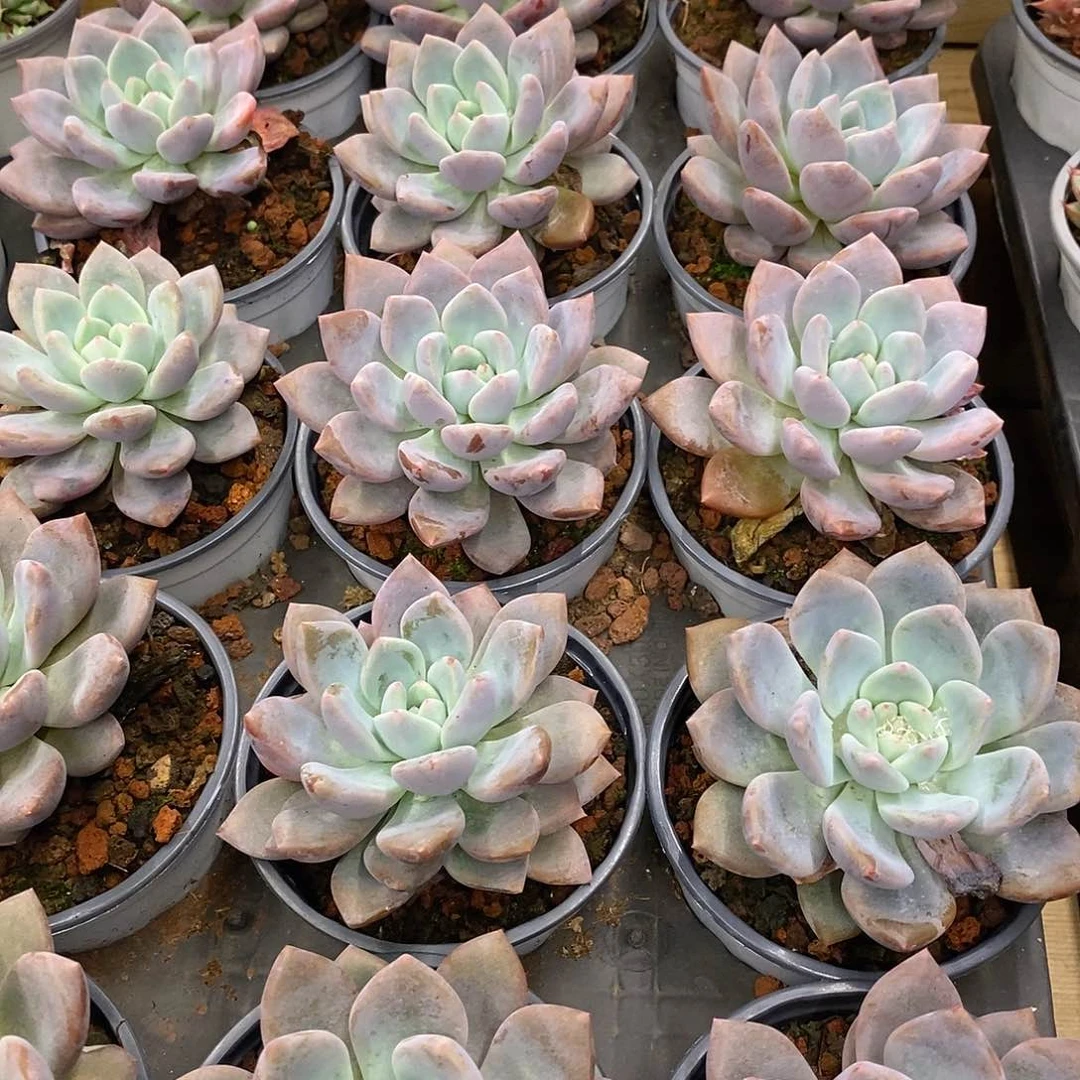 团。单头奥普琳娜。福利多多