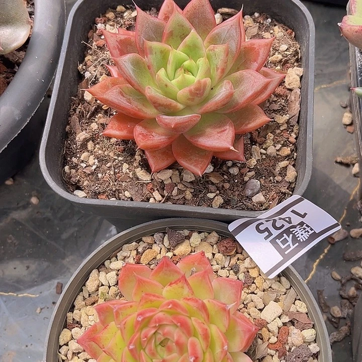 两颗小精控1425多肉植物