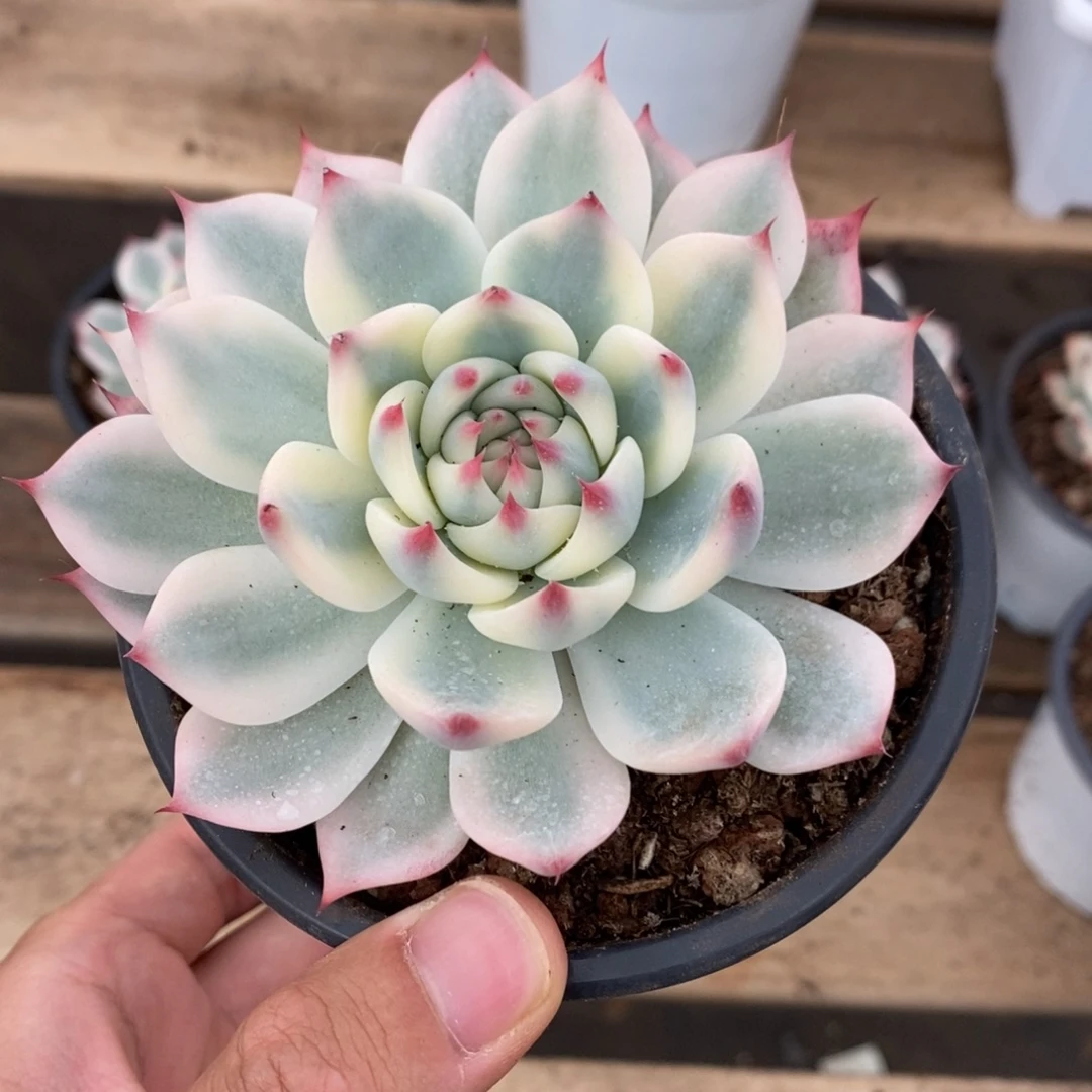 吉娃娃锦多肉植物7249