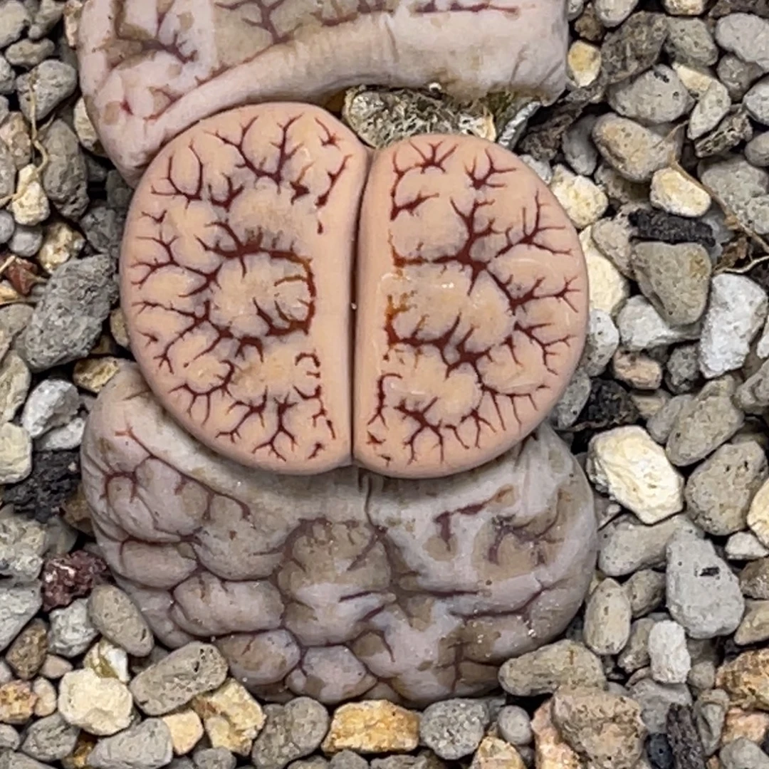 3452粗纹261凹凸树枝纹