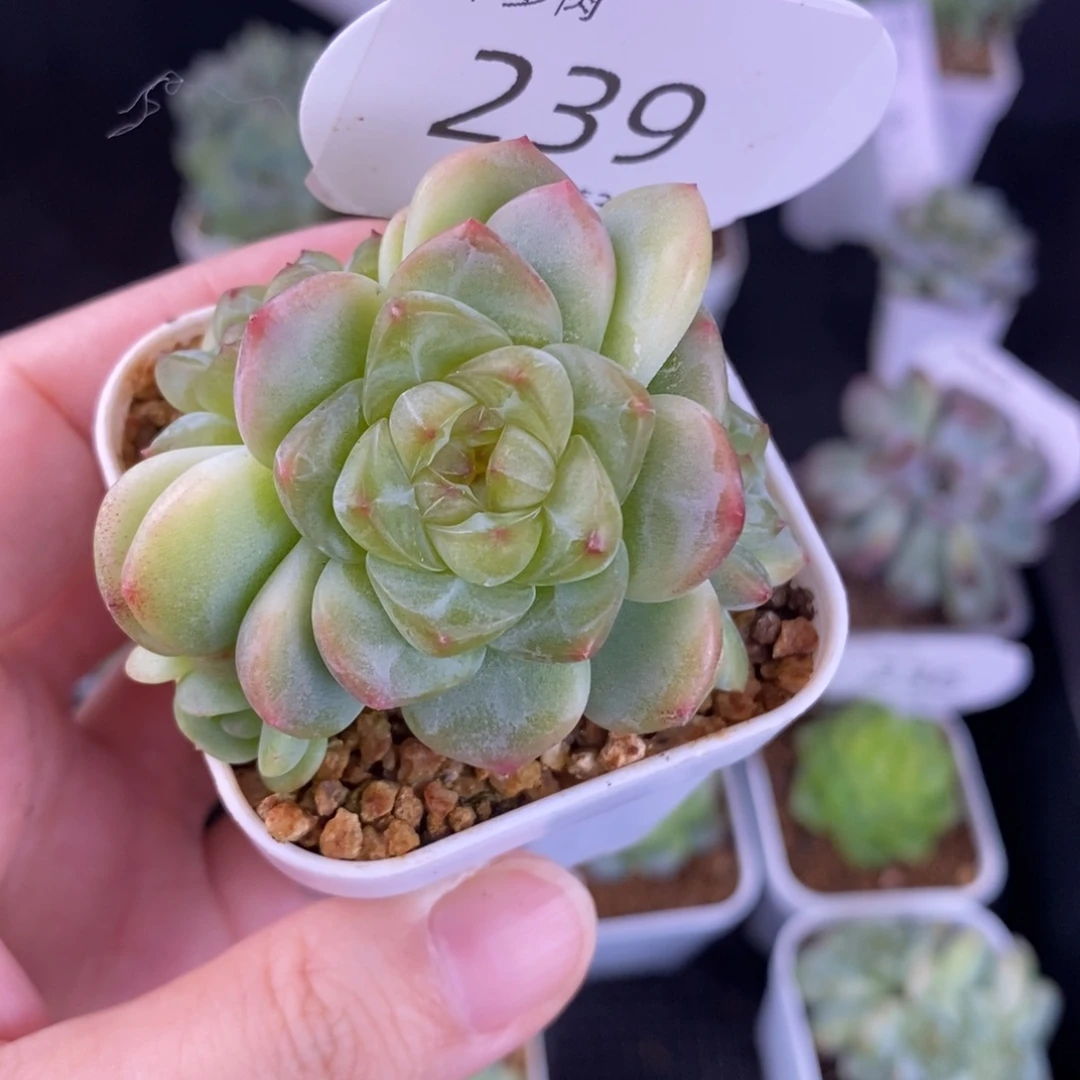 星星月四头群239号