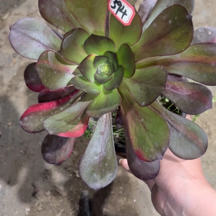 一物一拍巫毒福利花脸394