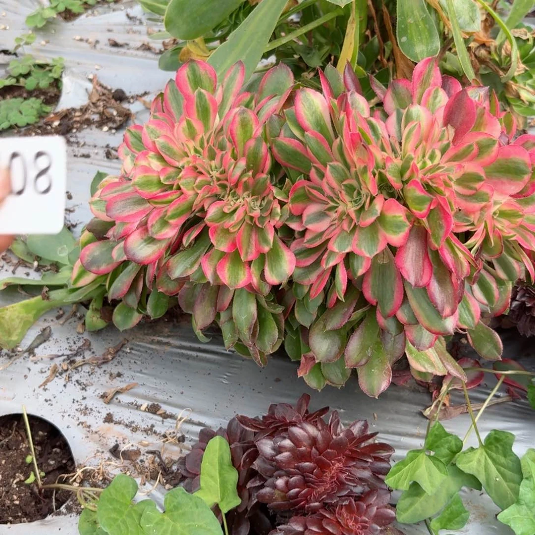 嗯8708 号多肉法师特价香妃