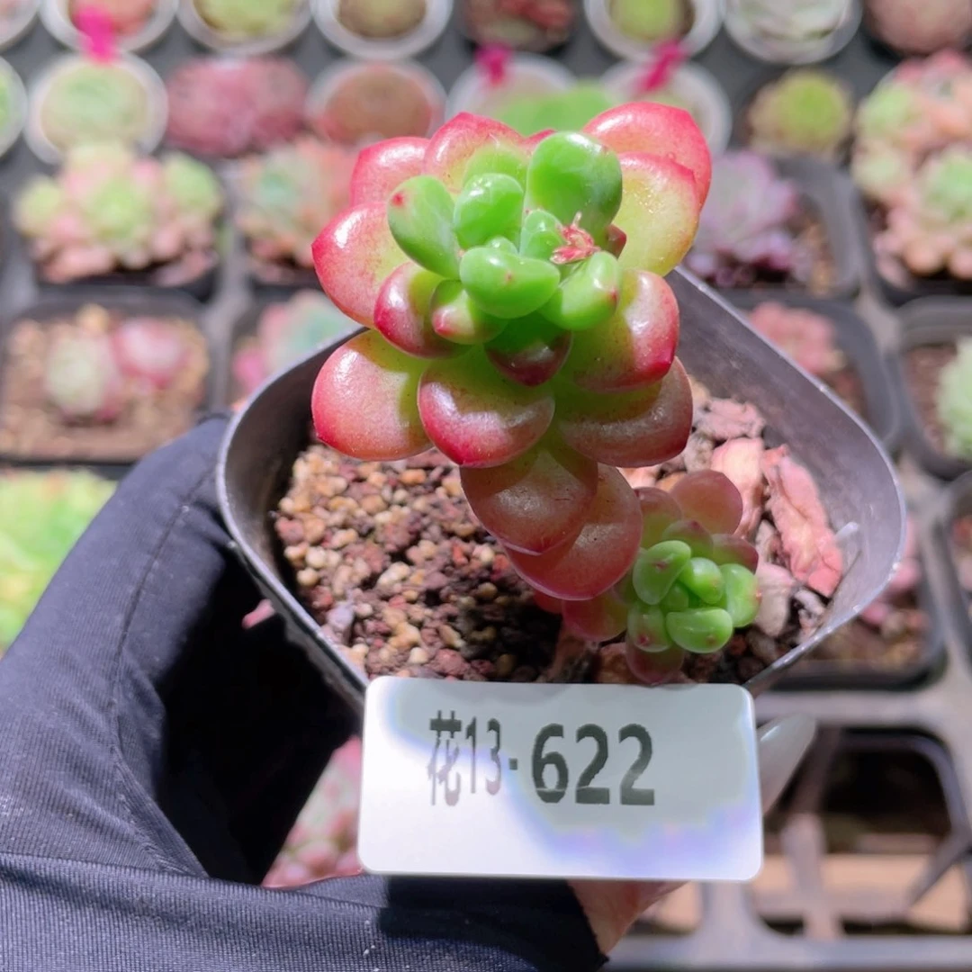 花利美13-622香格里拉