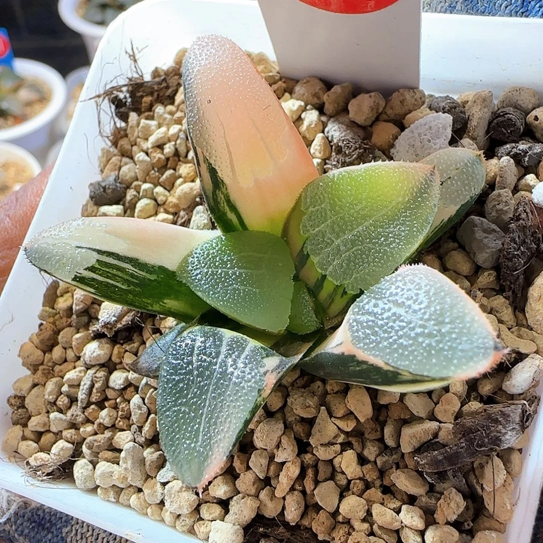 281实生克锦 4.5 厘米左右一物一拍带盆