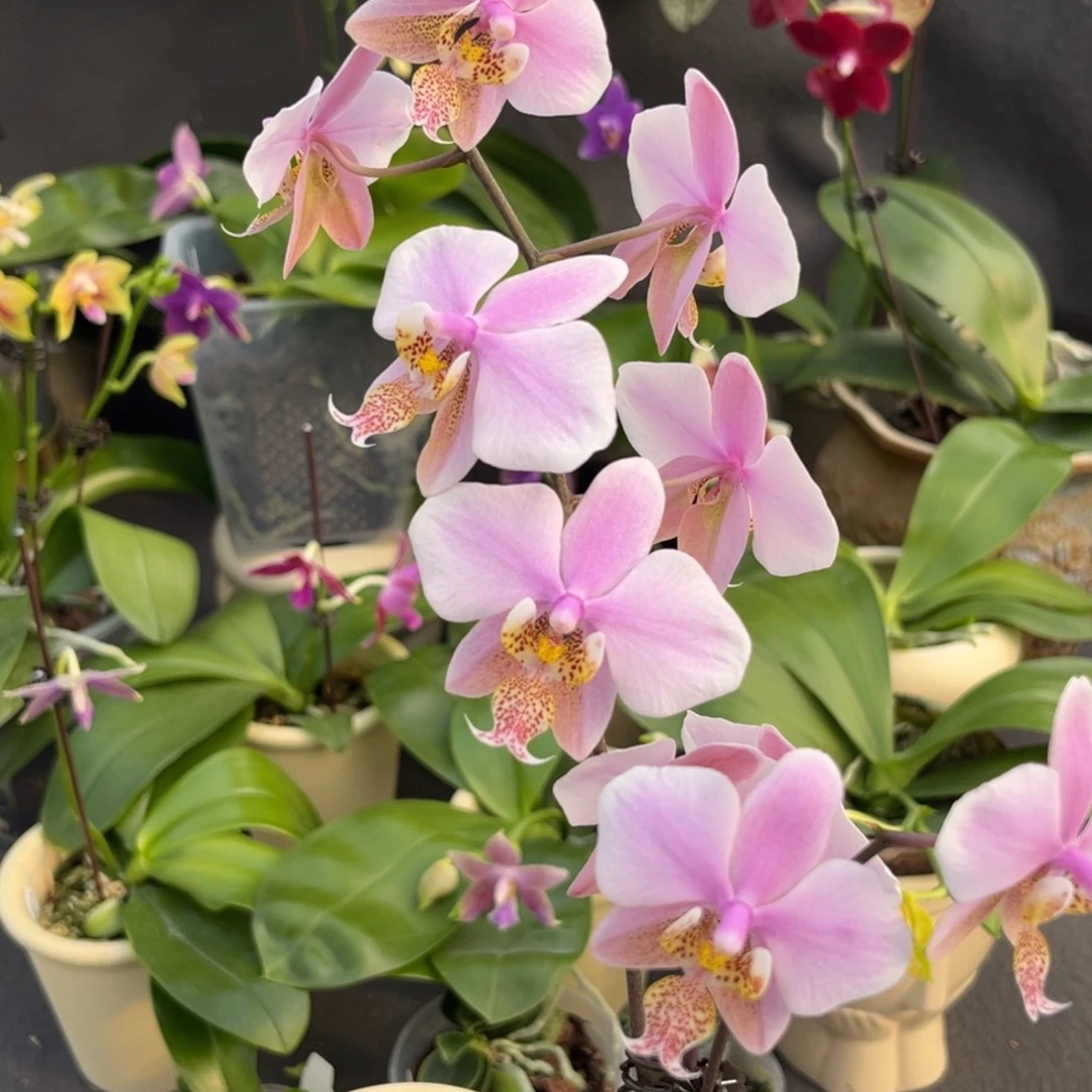 完全开放2.5寸23pu开花株