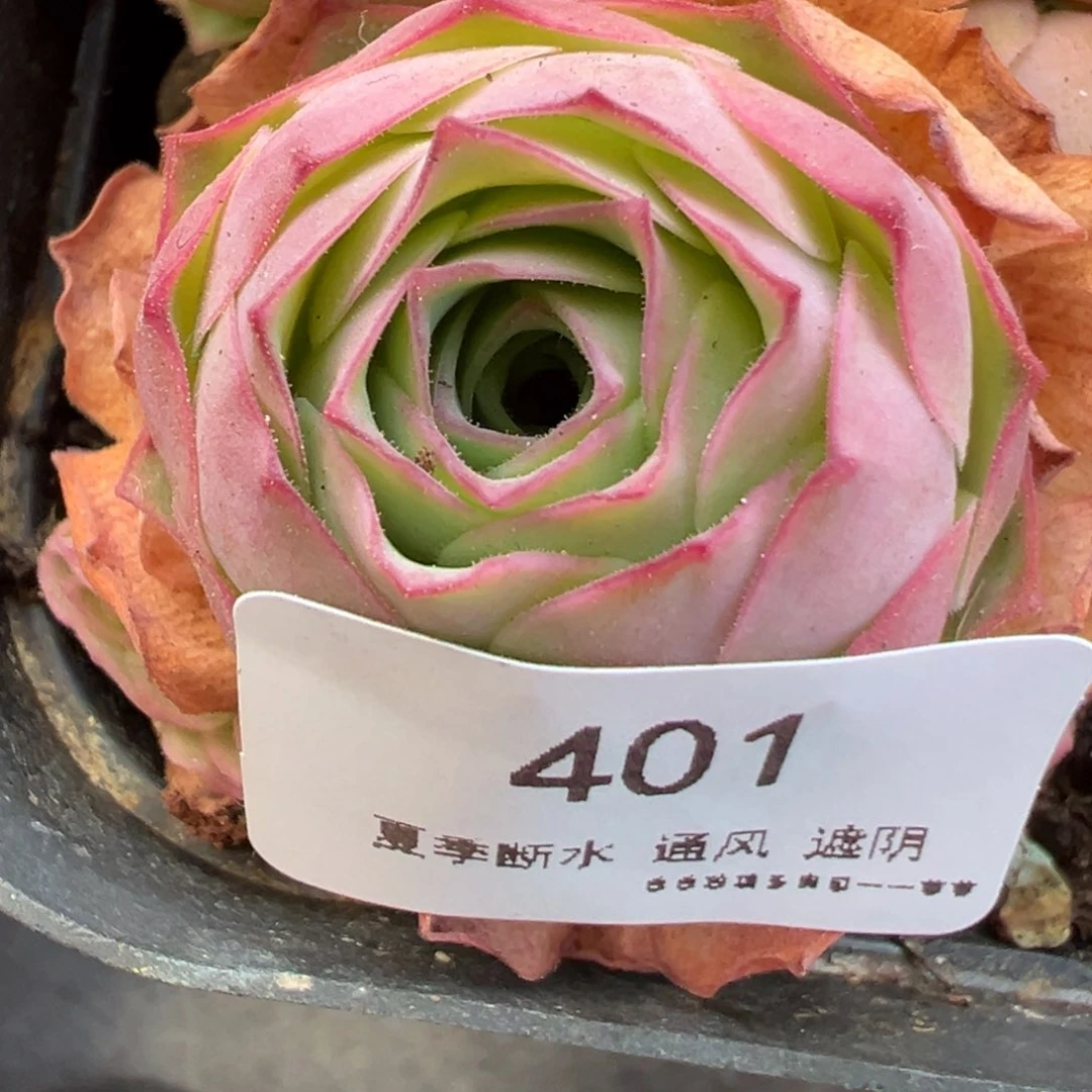 401号甜言—山地玫瑰