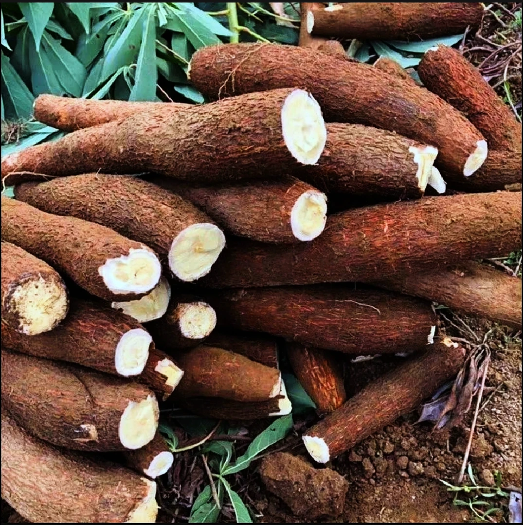 不用泡水的新鲜现挖现发省内次日达红皮白皮粉糯黄肉白肉木薯粗粮