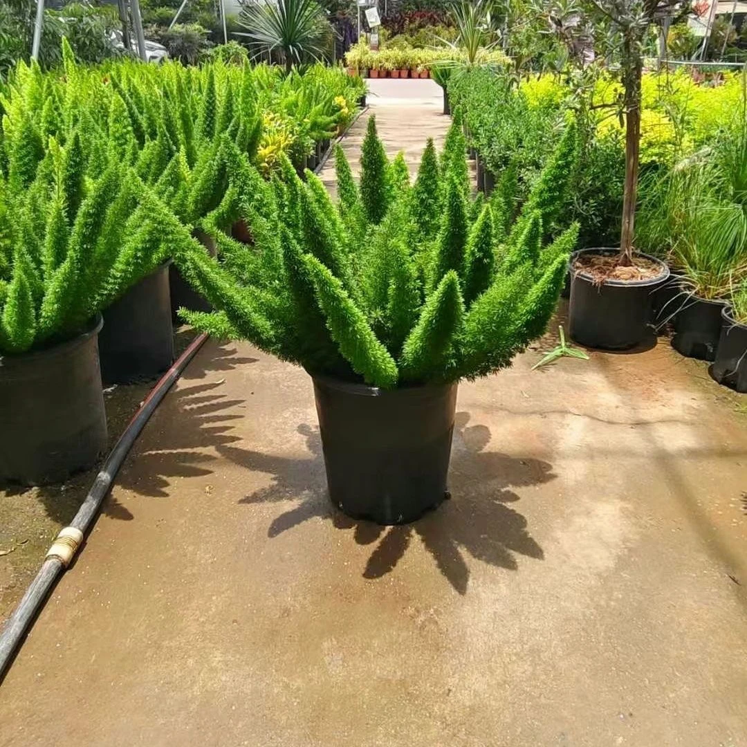 狐尾天门冬耐热耐寒好养易活室内外盆栽庭院观叶绿植绿植盆栽