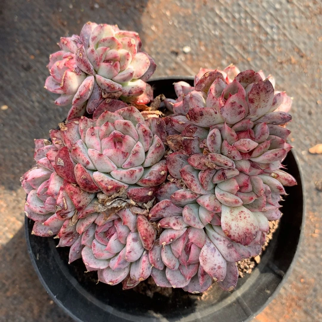 2393杂交精品基地18厘米