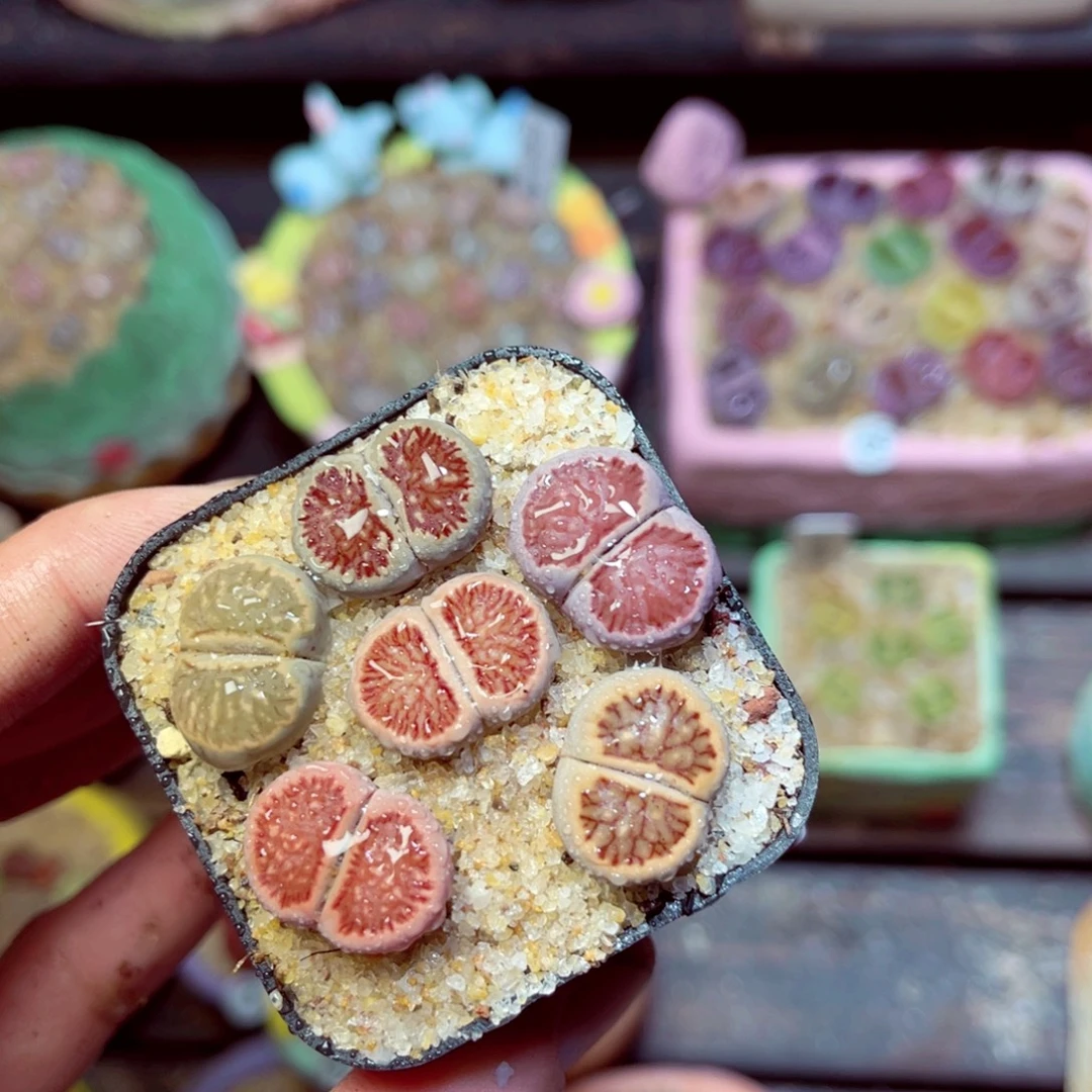 460生石花带盆发1