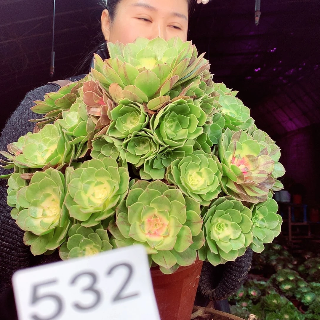 柒柒精品多肉脱土发货不包断侧枝532