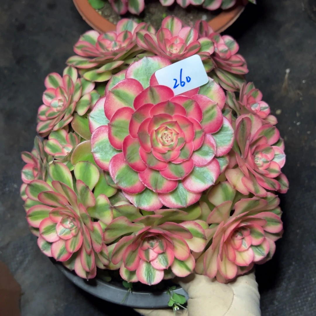 260荔枝多肉嘻嘻嘻