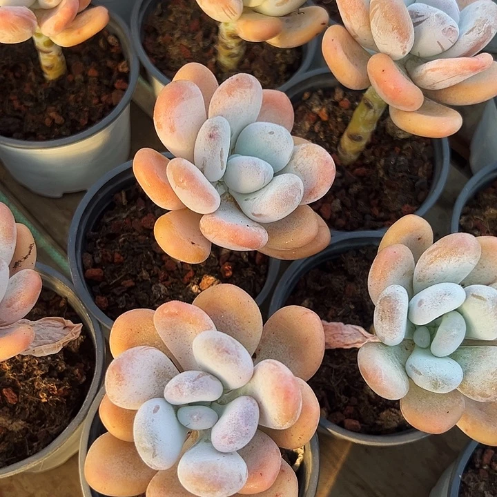 橙雪球        福利多多