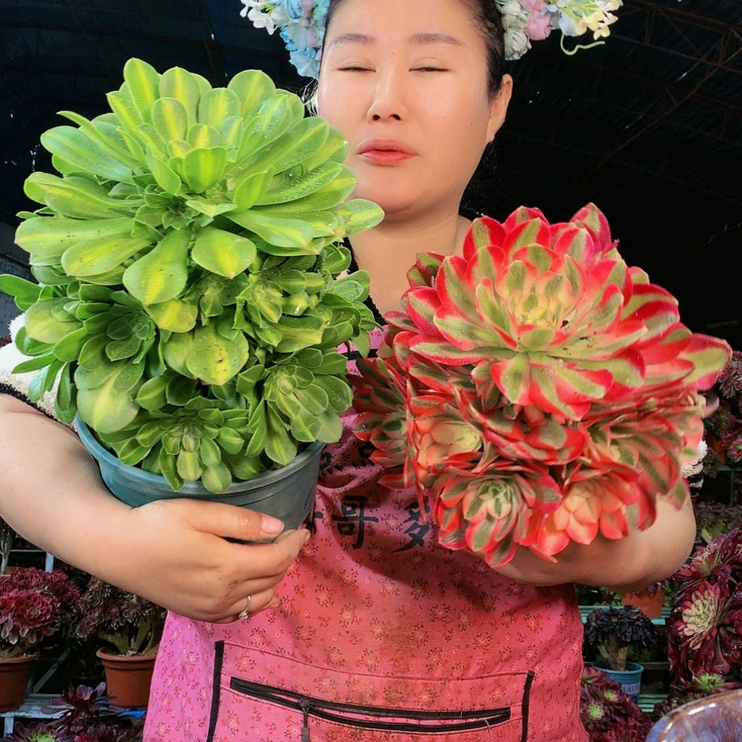 柒哥多肉法师不包侧断枝翡翠琉璃+粉女巫