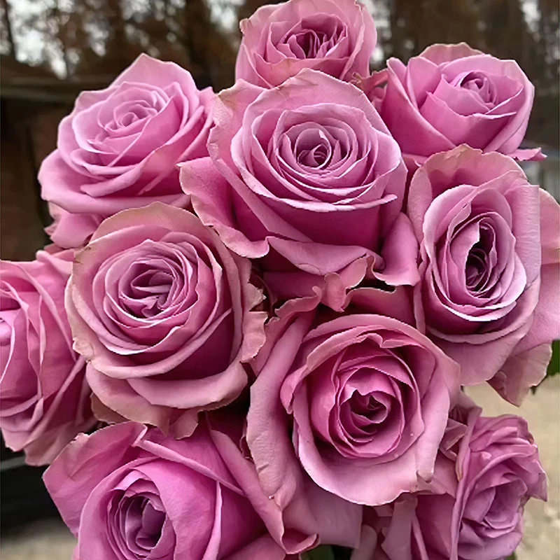 奈斯园艺 月季花苗盆栽 一物一拍 下单前和主播确认好品种及价格