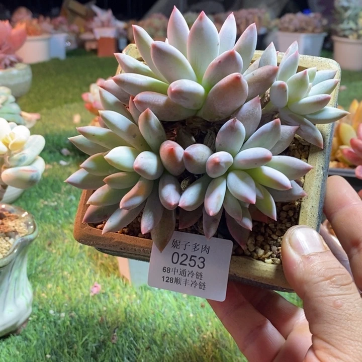 0253啊啊啊啊啊啊啊啊啊啊