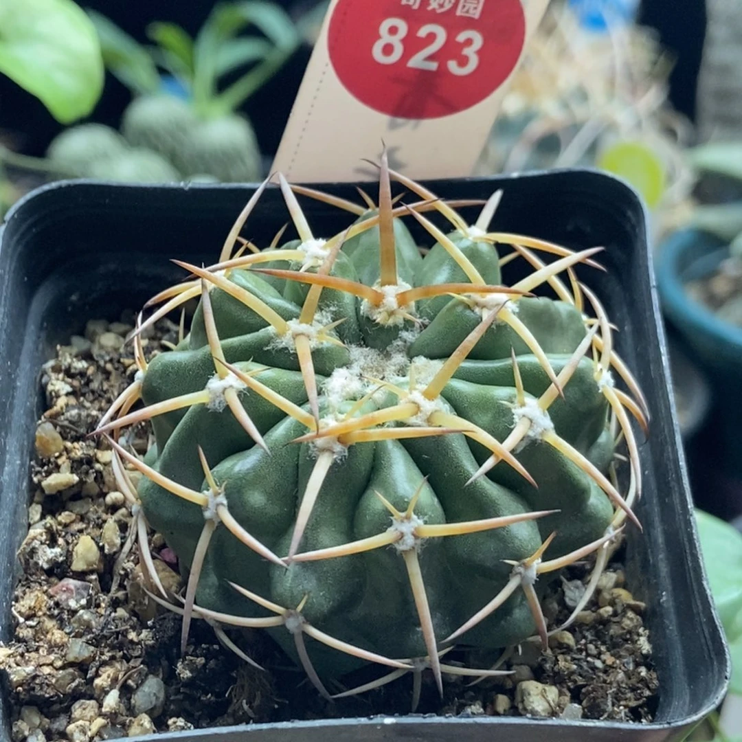 实生狂刺印加圆盘玉杂交4.8cm