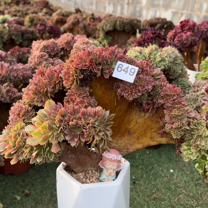 斑斓法师锦缀化649