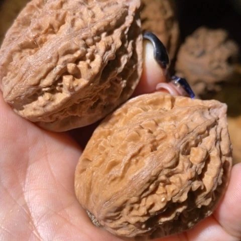 把件文玩核桃东北野生楸子小美46