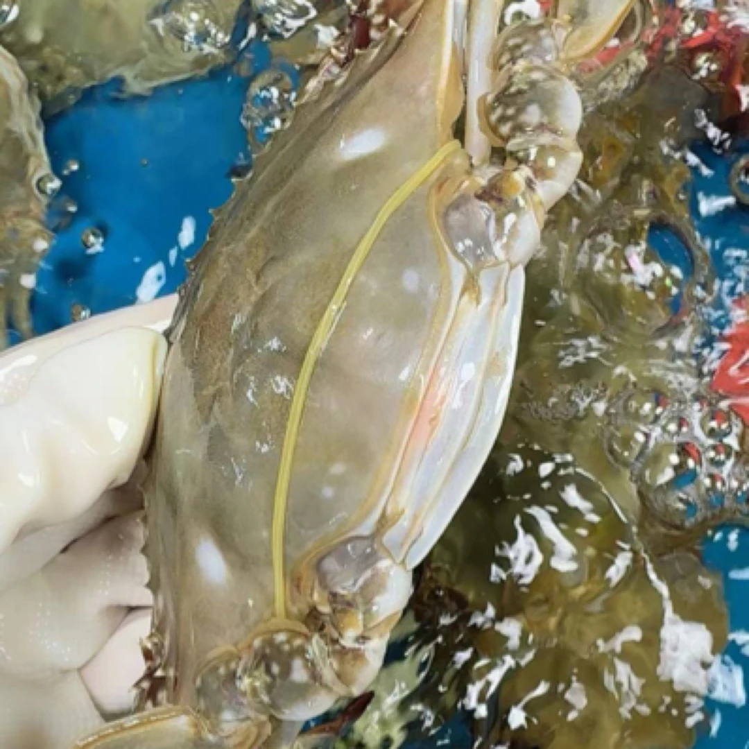 （保鲜不包活）吃黄梭子蟹3斤海鲜梭子蟹同城