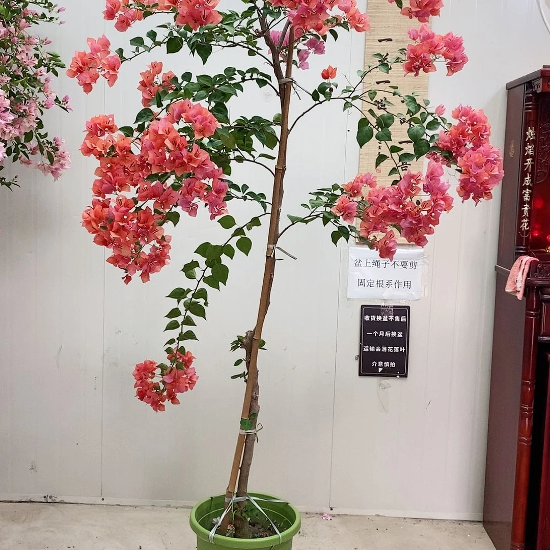 大部分花苞少量开放