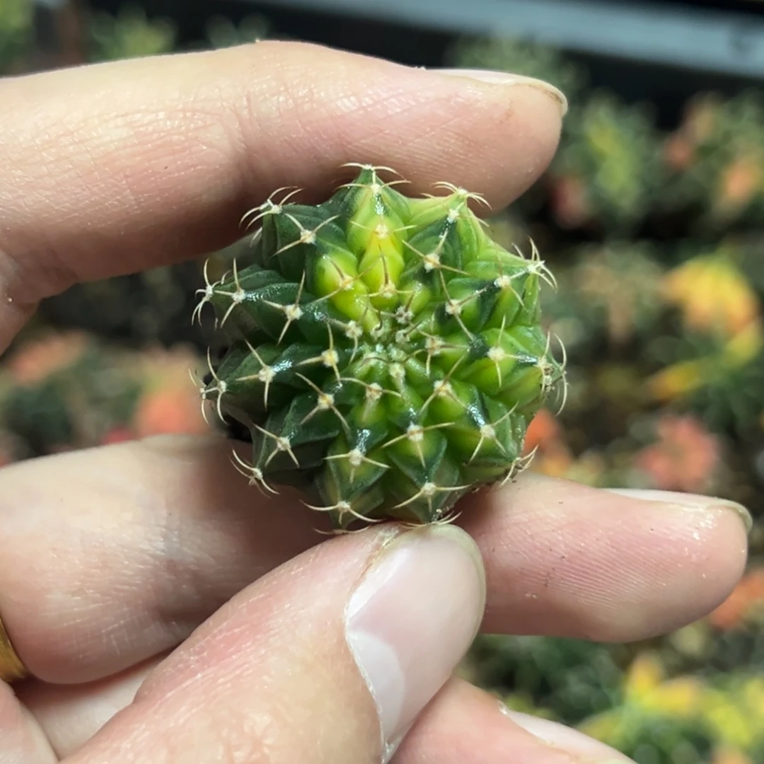 蕃***茄实生肋骨锦土脱土发货