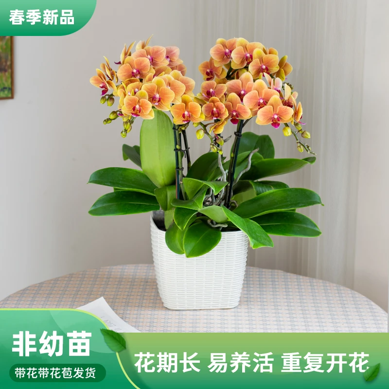 精品鲜花蝴蝶兰【亲爱的】好养活室内花盆栽带花带花苞种植送人送礼