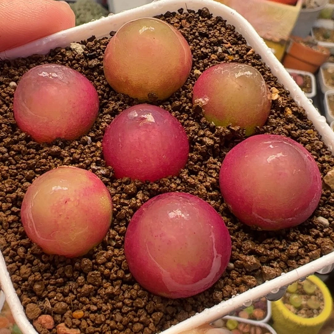 421多肉植物百科