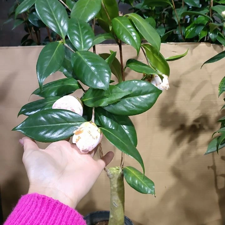 70戴氏，原盆原土发货