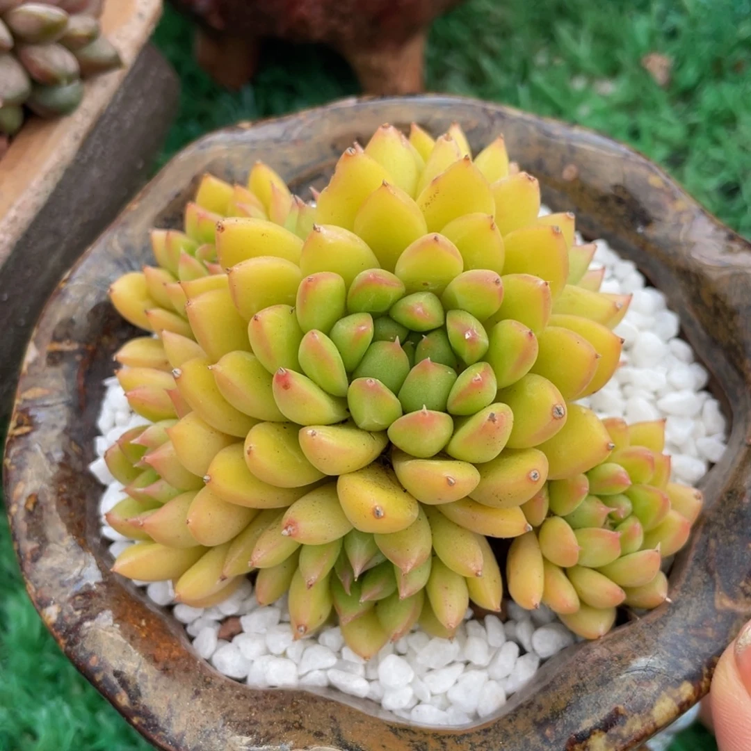多肉植物盆栽多肉