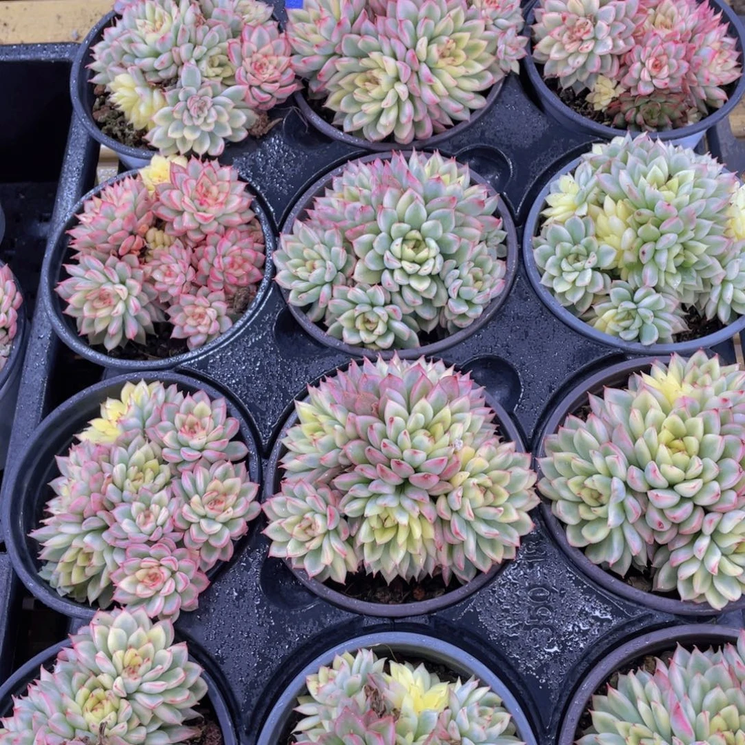 量拍111号 捧花女雏锦多头群一个