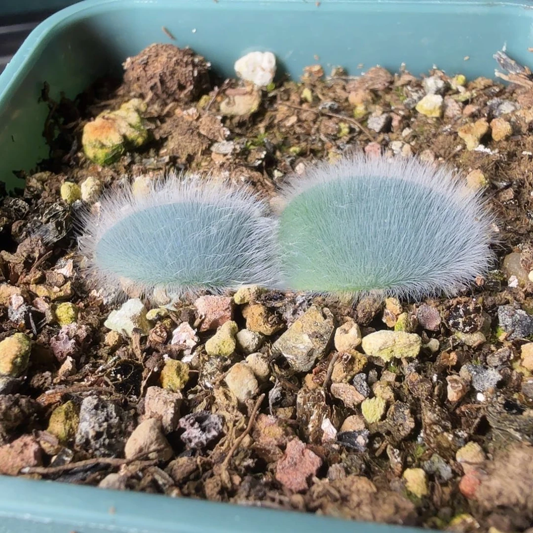 毛叶苔花石蒜带盆