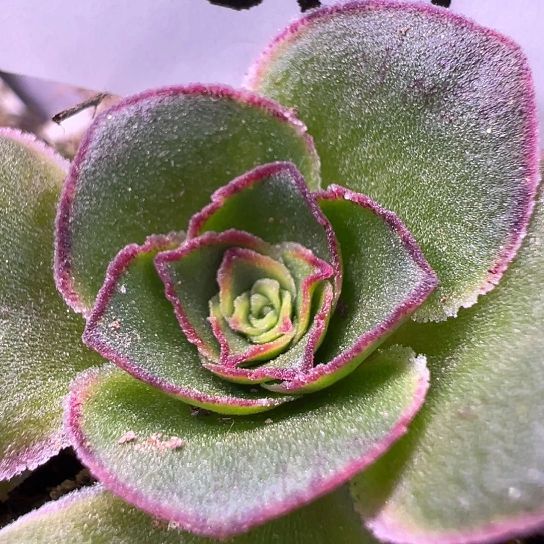 杨501 至耀龙珠 福利
