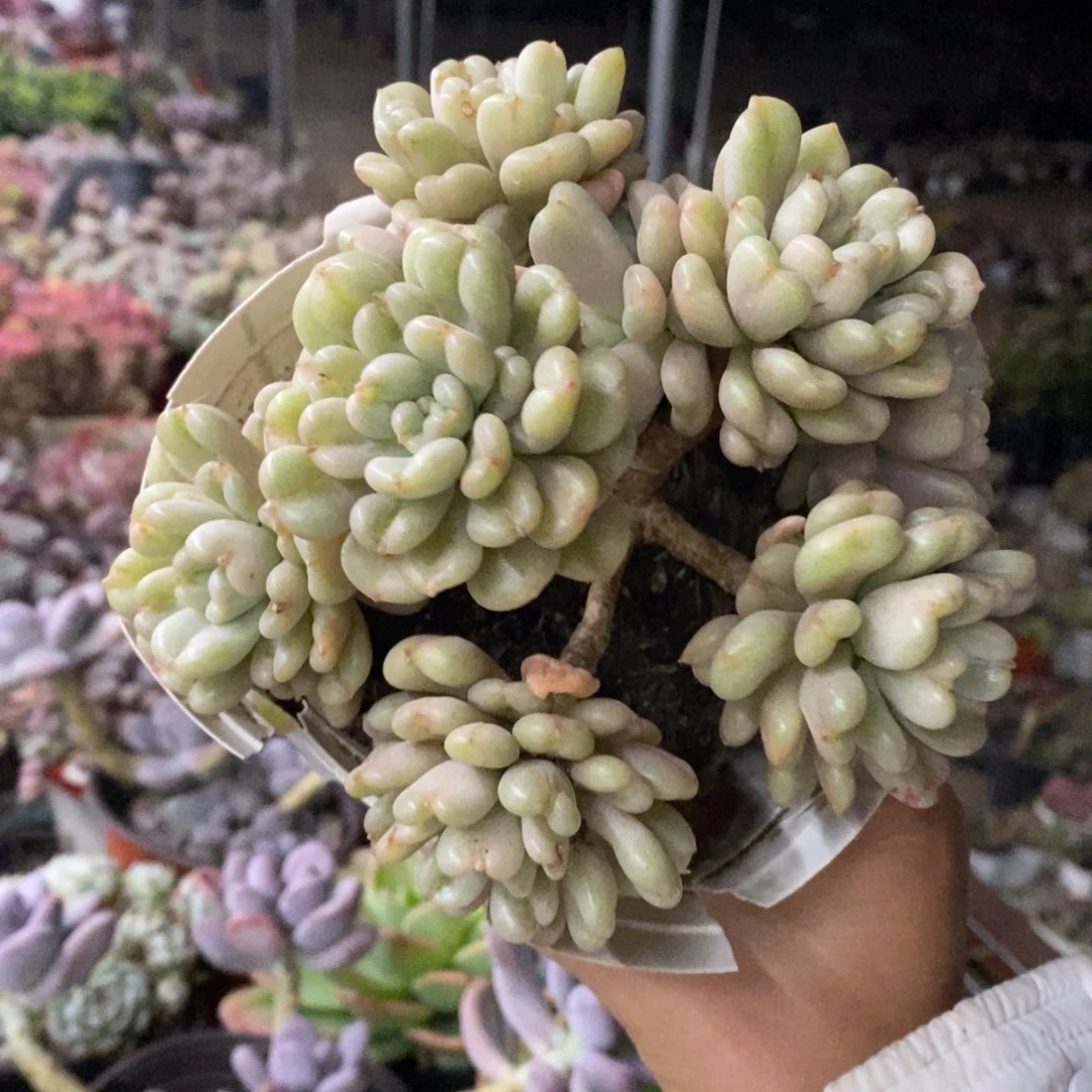 比尔盖茨七头起发老桩