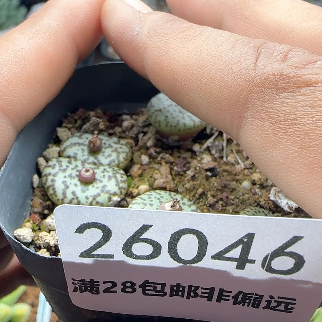 雪*28包邮脱土发货26046