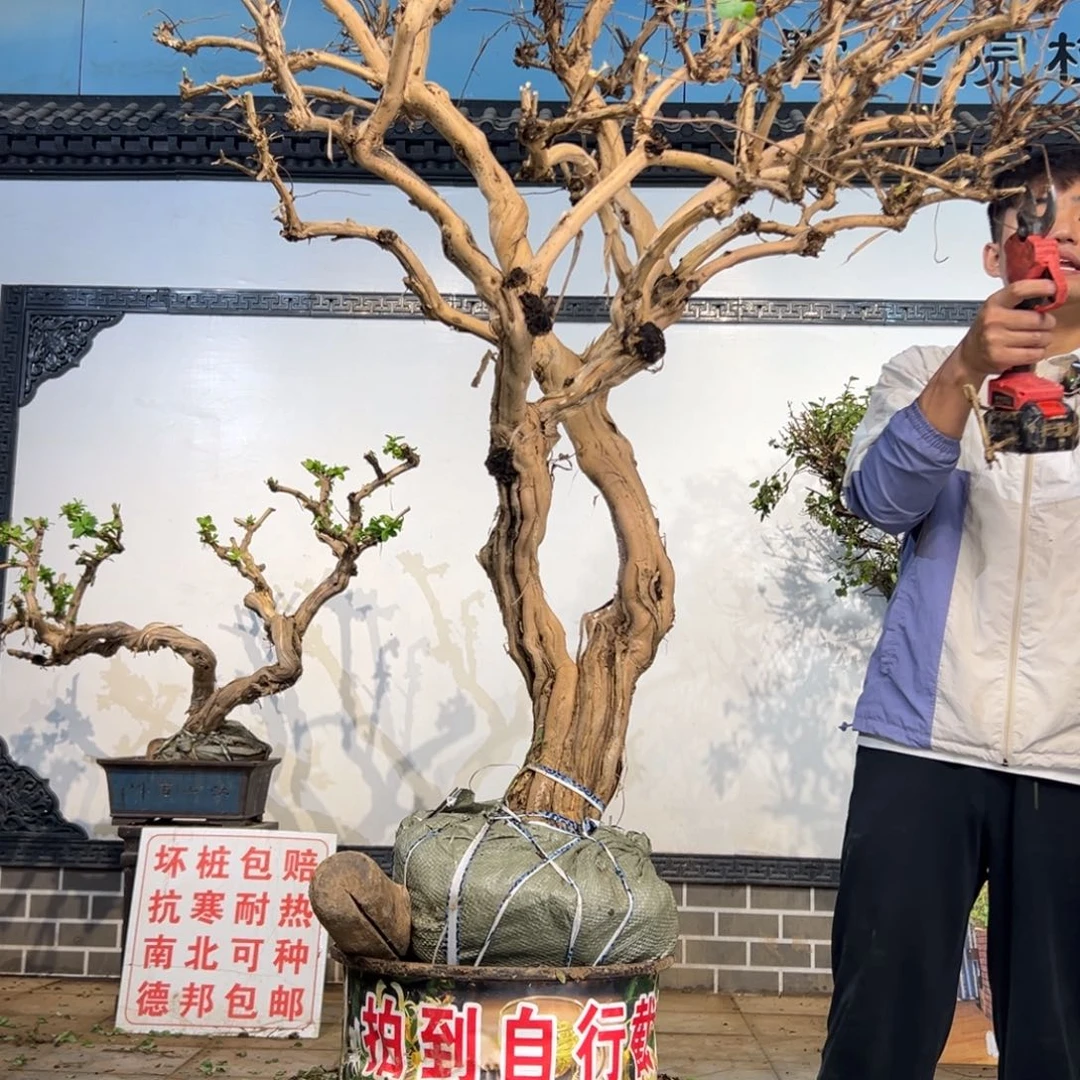 完全开放金银5246995688999