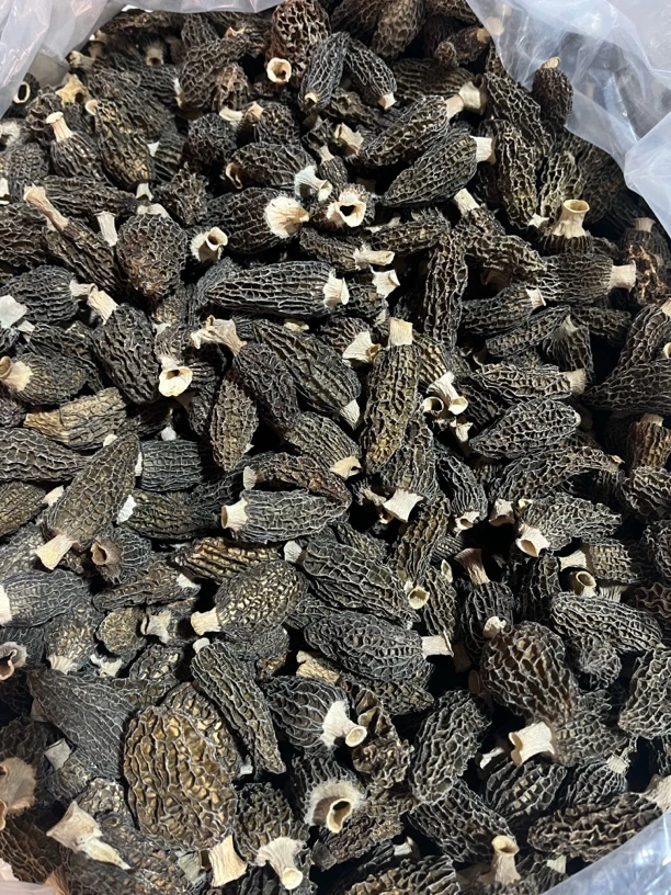 2025头茬现烤出炉七妹羊肚菌0105