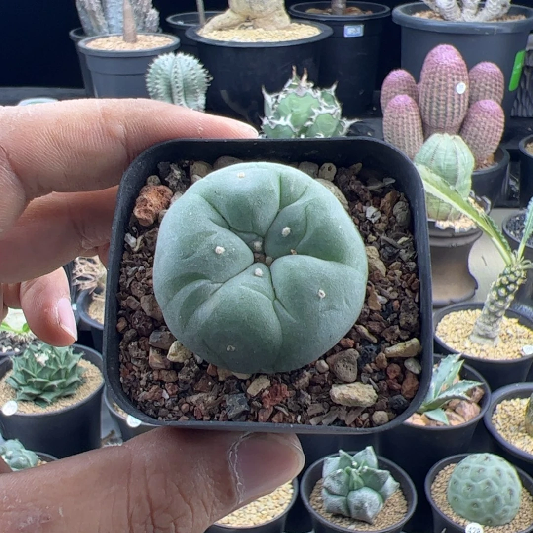 草球实生3.6一物一拍