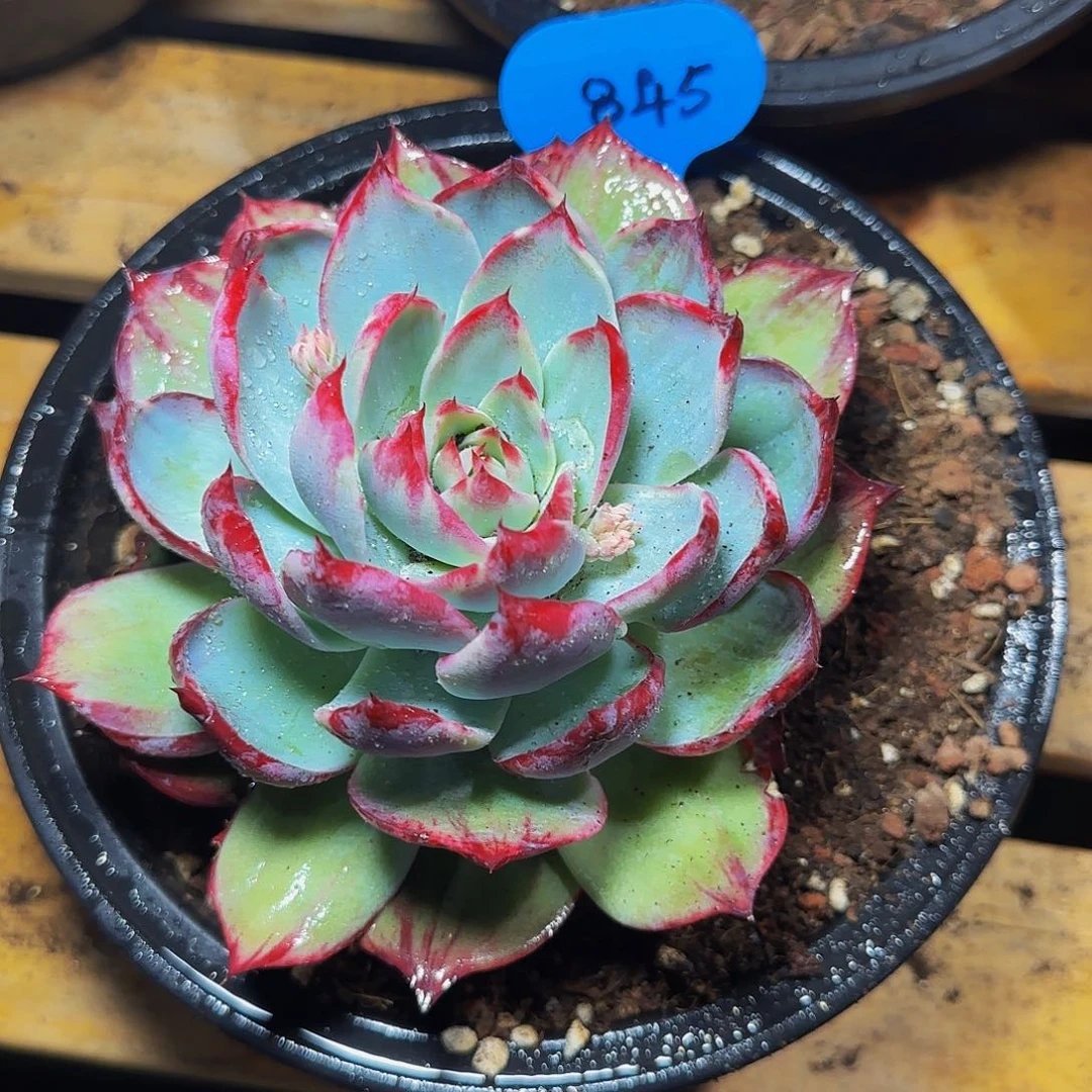 ❄️***惊鸿仙子一物一拍845号