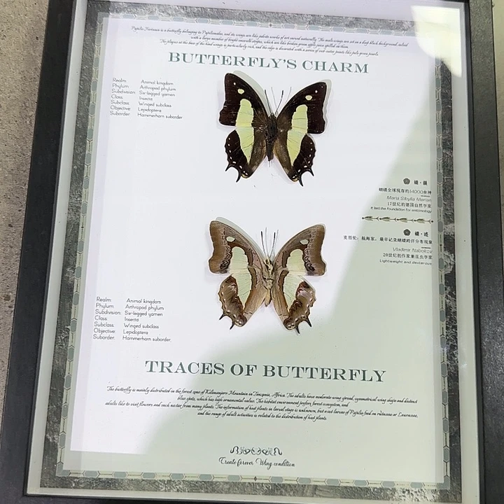小二伟组合款蝴蝶标本