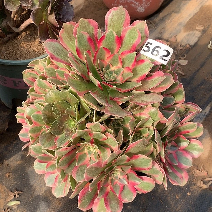 多肉植物布加迪562
