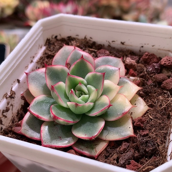 斗牛士锦腹轮锦锦