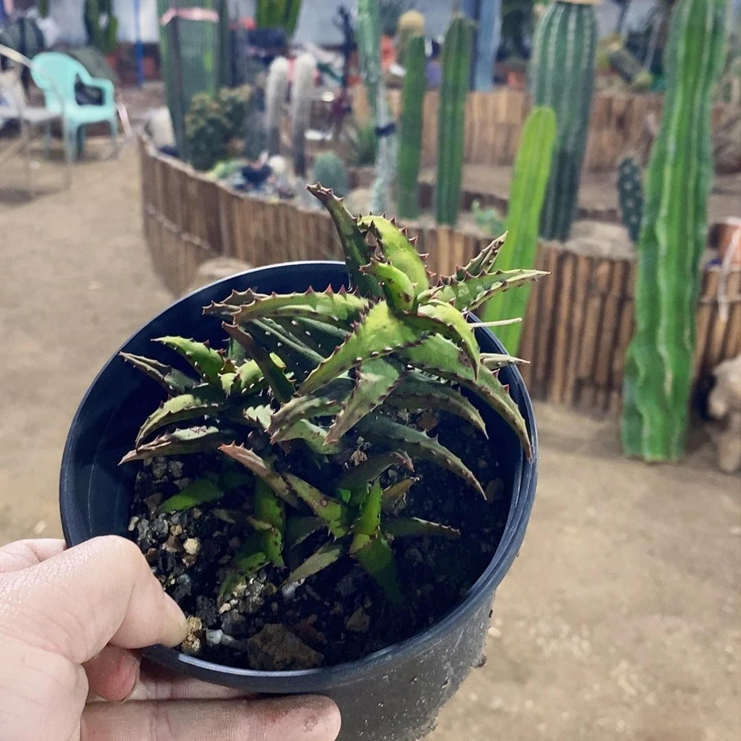 天*00000000000000000000