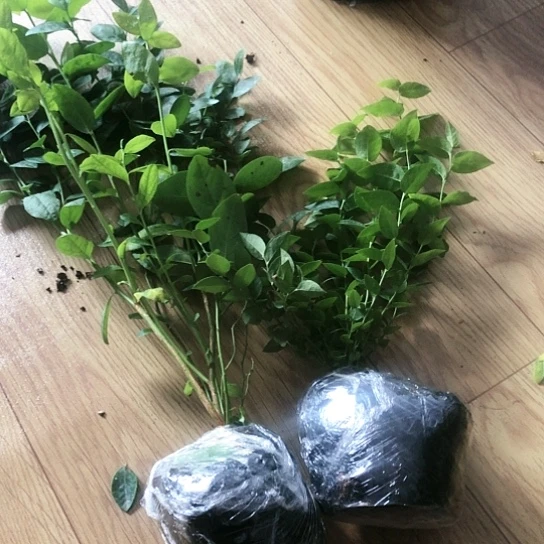 活动蓝莓苗无售后