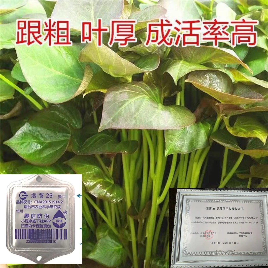 山东烟薯25红薯苗红瑶苗紫薯苗哈密苗